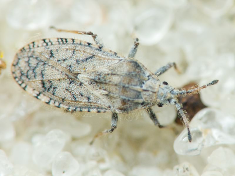 Tingis (Neolasiotropis) pauperata (Puton, 1879)